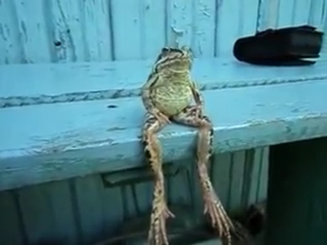 Video Grenouille assise sur un banc