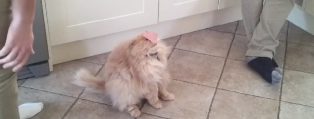 Video Ham Cat