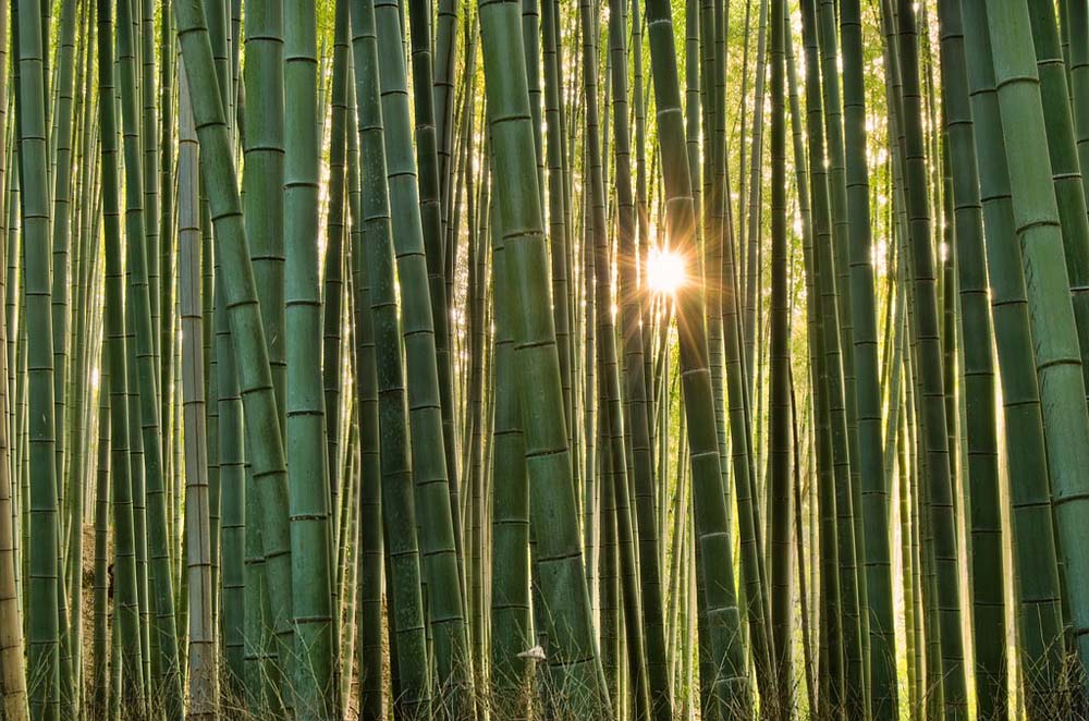 bambou Arashiyama 16