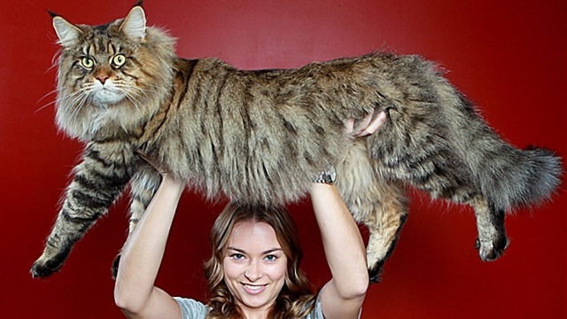 Video Rupert plus grand chat du monde