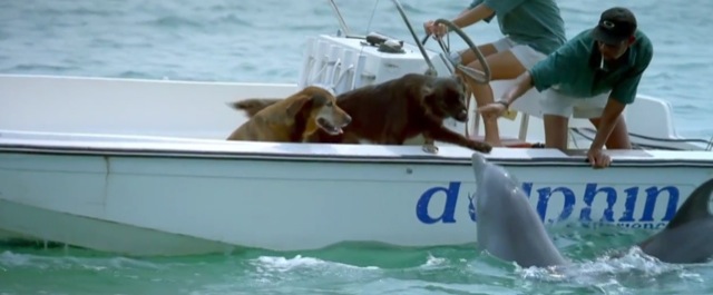 Video dauphin vs chien bataille feroce