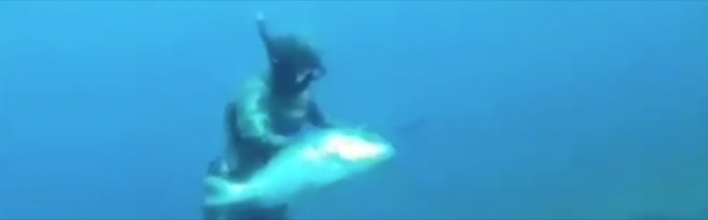 Video Chasse sous marine surprenante