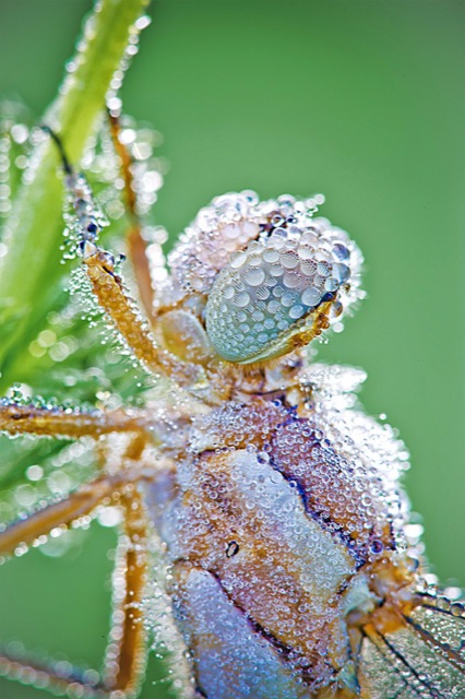 Photos macros d'insectes par David Chambon 16