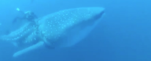 Video Plongeurs vs Requin-Baleine