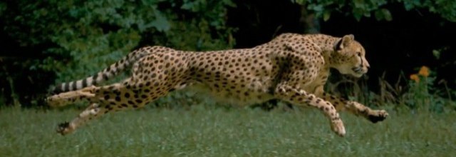 course ralenti sprint guepard