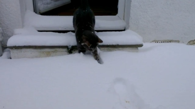 Chat voit la neige pour la premiere fois