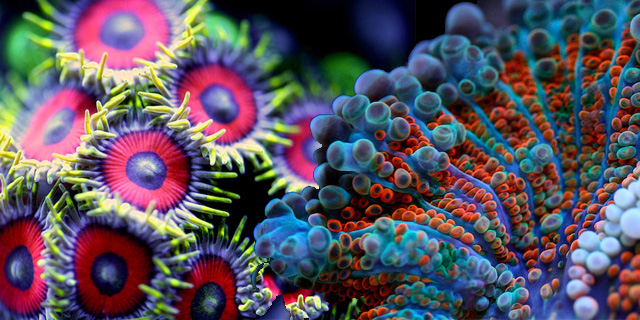 Photos marcro de coraux Felix Salaz