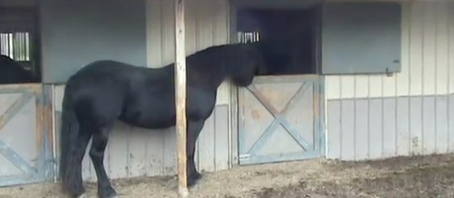 Video Mariska le cheval Houdini