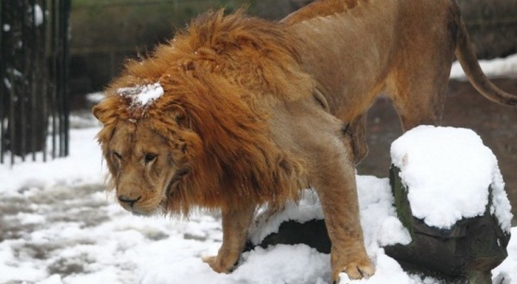boule de neige lions Zoo Chine