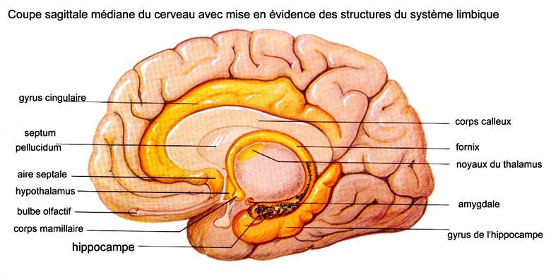 Cerveau hippocampe