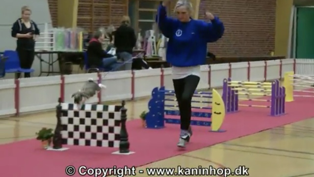 Championnats danois sauts de lapins