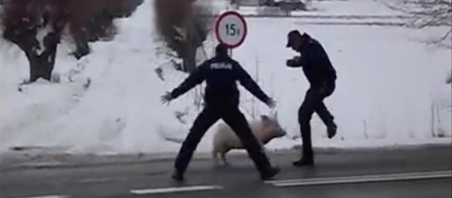 Police polonaise vs cochon