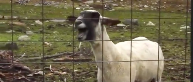 Video Goat Edition