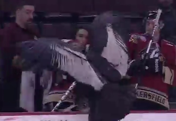 video un condor effraye des joueurs de hockey  match