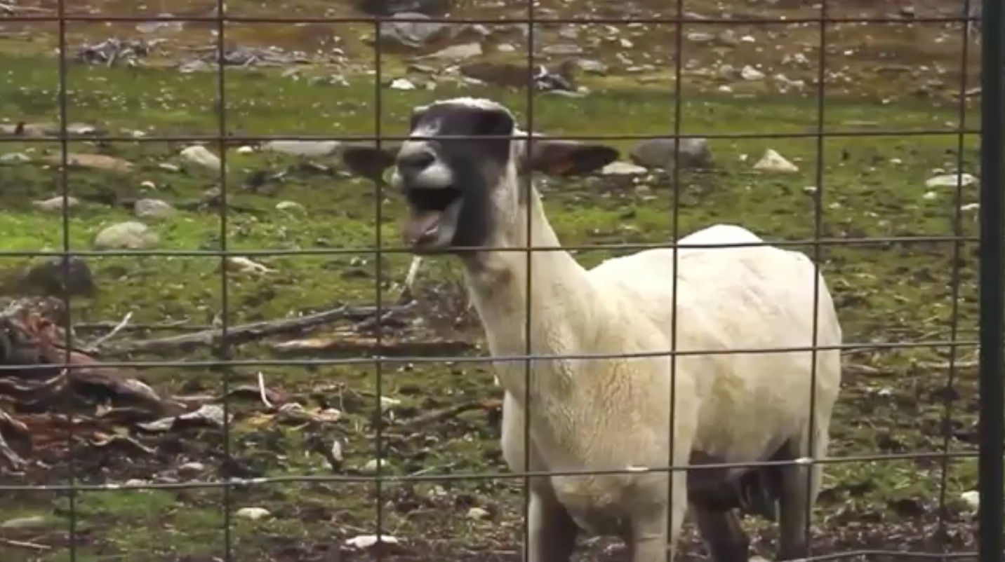 Goats Yelling Like Humans 2