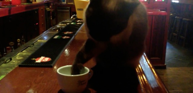 chatte qui boit dans un pub