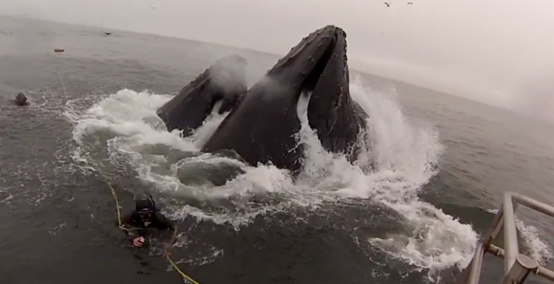 plongueurs presque manger baleines a bosses