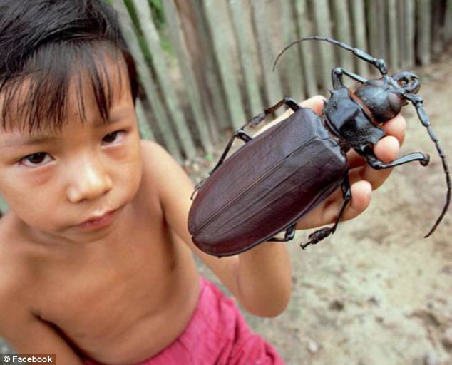 plus grand scarabee du monde
