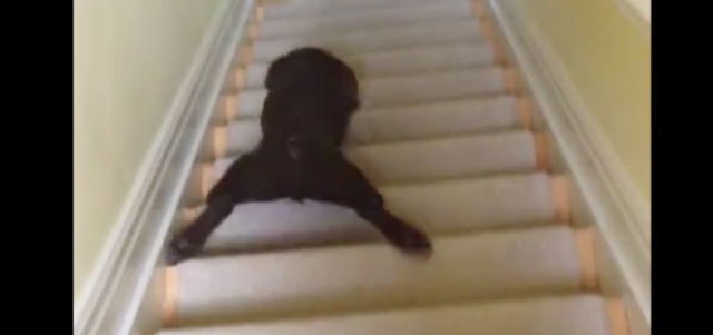 video descente chien escaliers sur le ventre