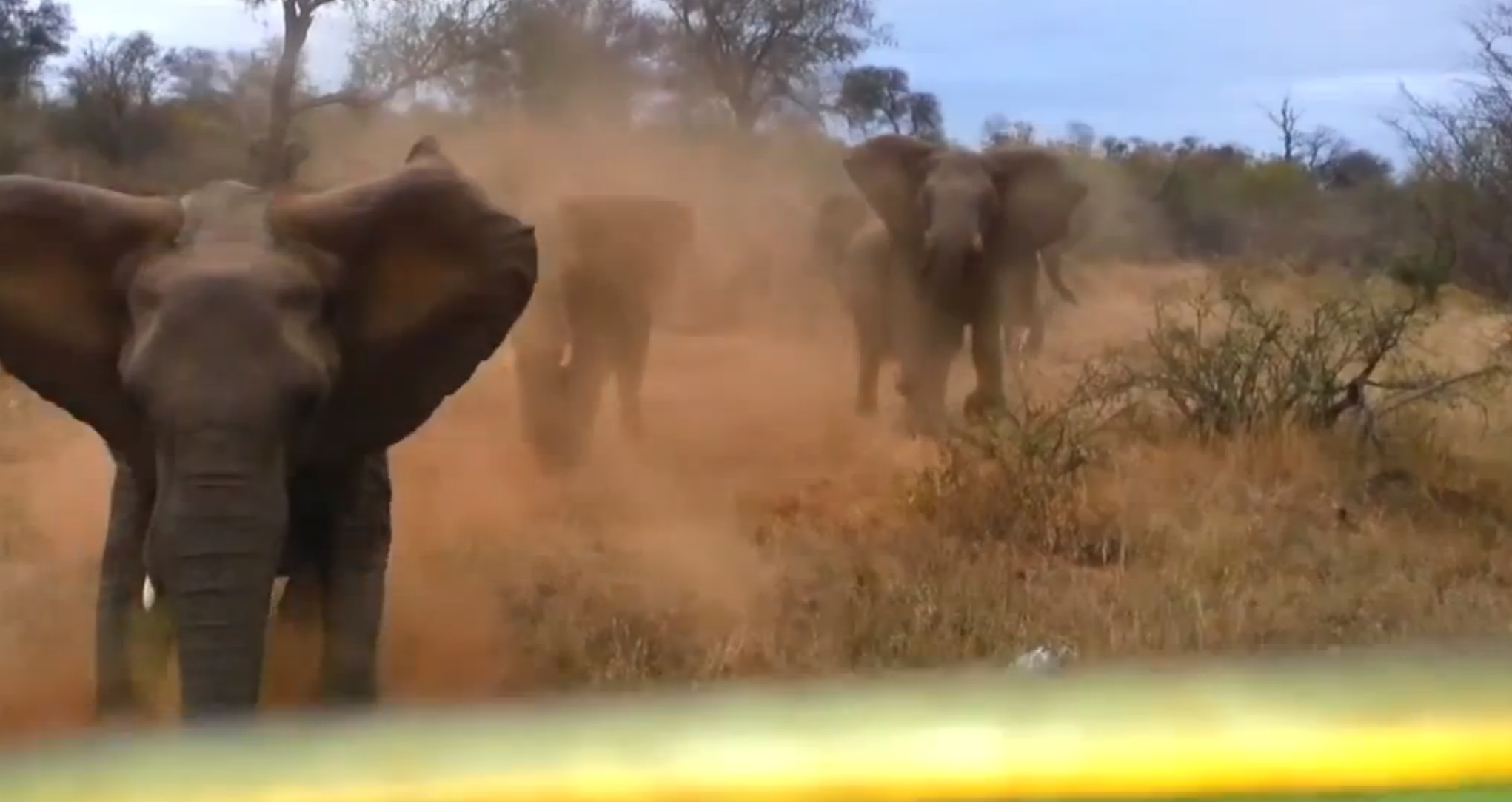 Video Elephants qui chargent une jeep