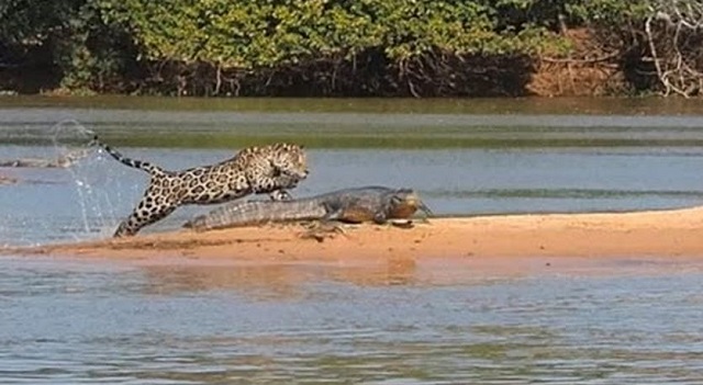crocodile jaguar