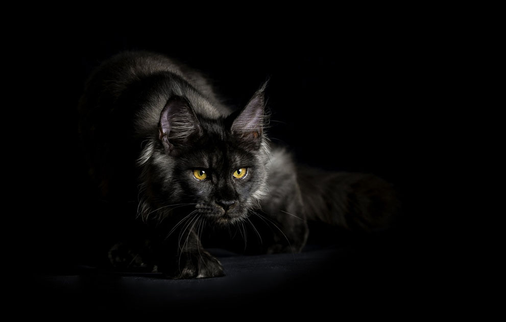Chat noir - Robert Sijka