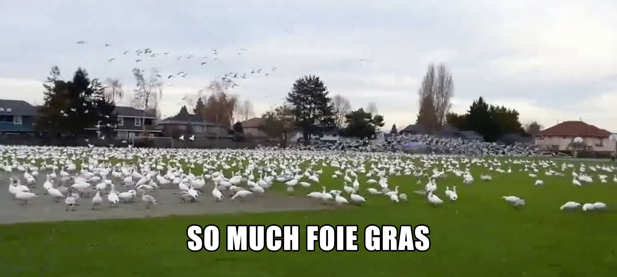 So much foie gras