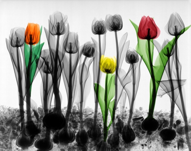 Photo Rayon X Bouquet Tulipe