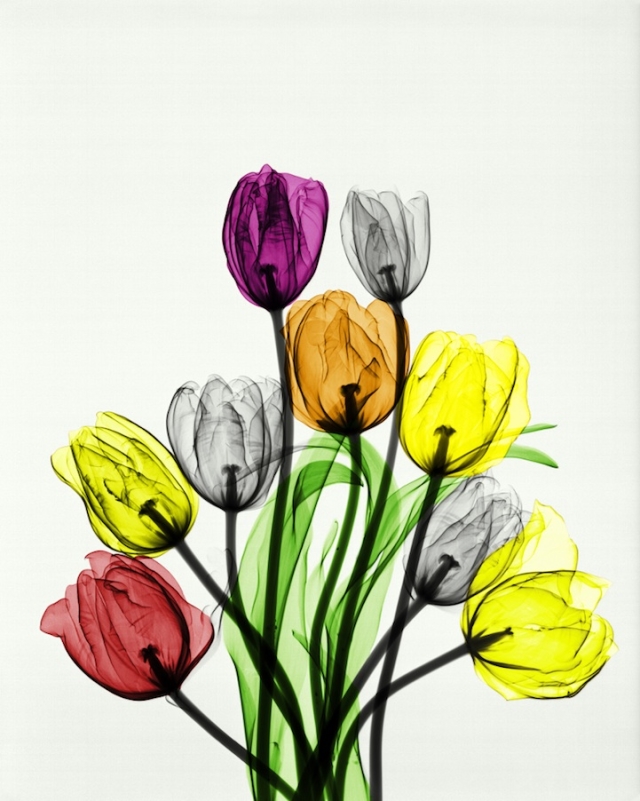 Photo Rayon X Tulipe
