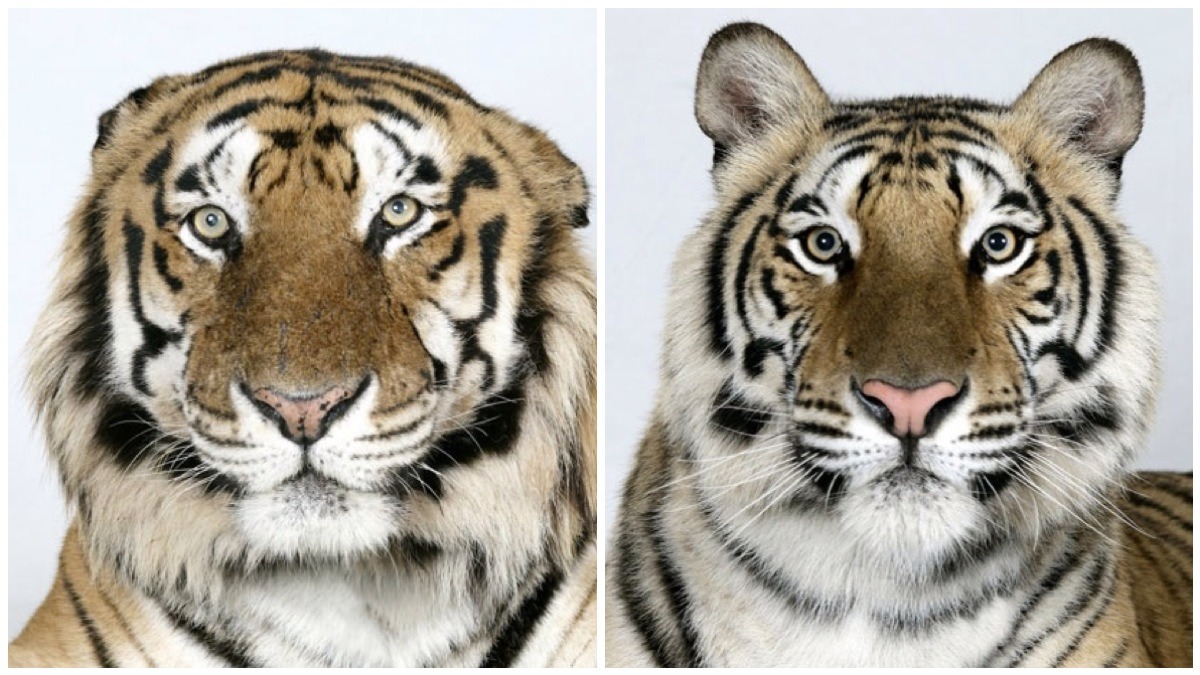 Portrait Tigre Bengale 8