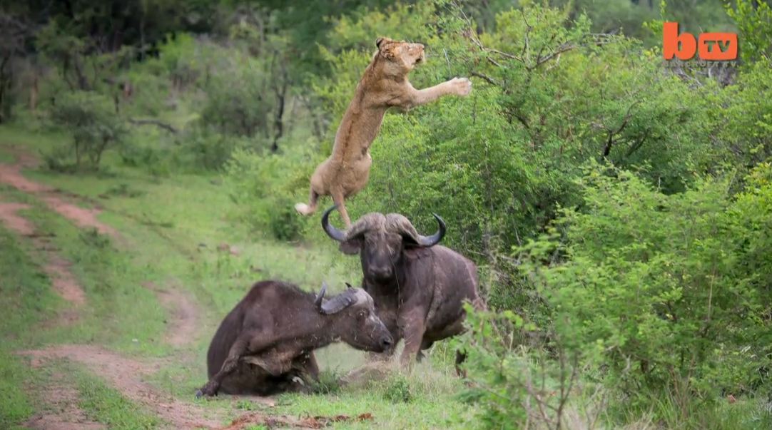 buffle vs lion