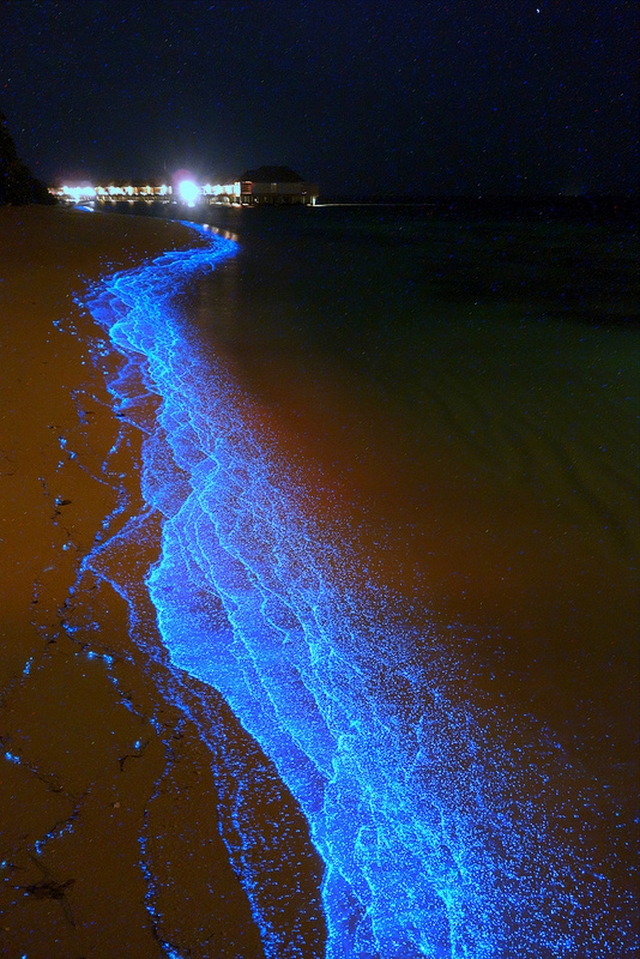 Phytoplancton Bioluminescence Lagune
