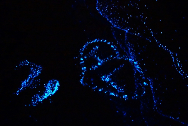 Phytoplancton Bioluminescence Sombre