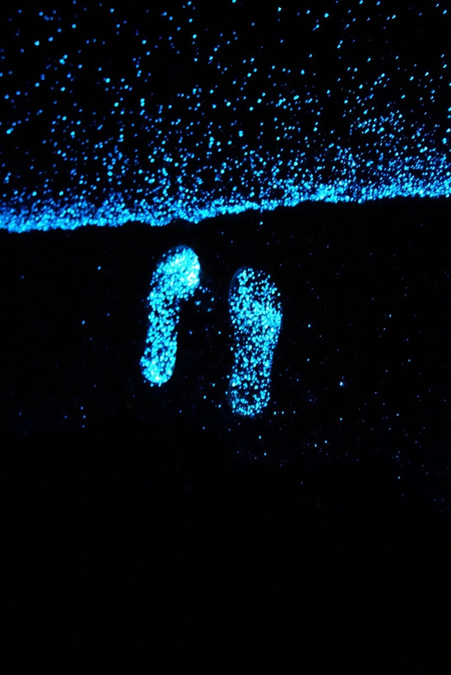 Phytoplancton Bioluminescence Trace de Pieds