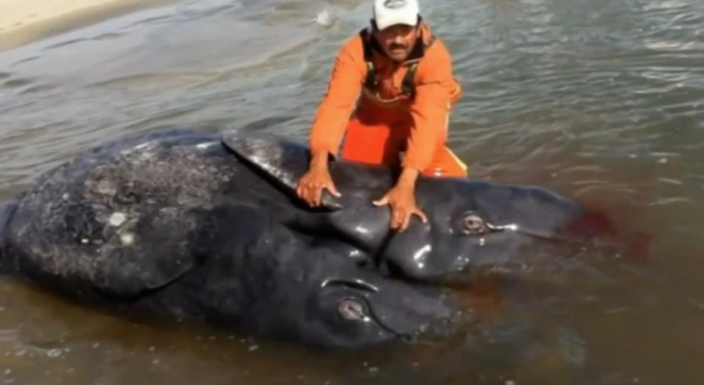 Video Baleine siamoise morte