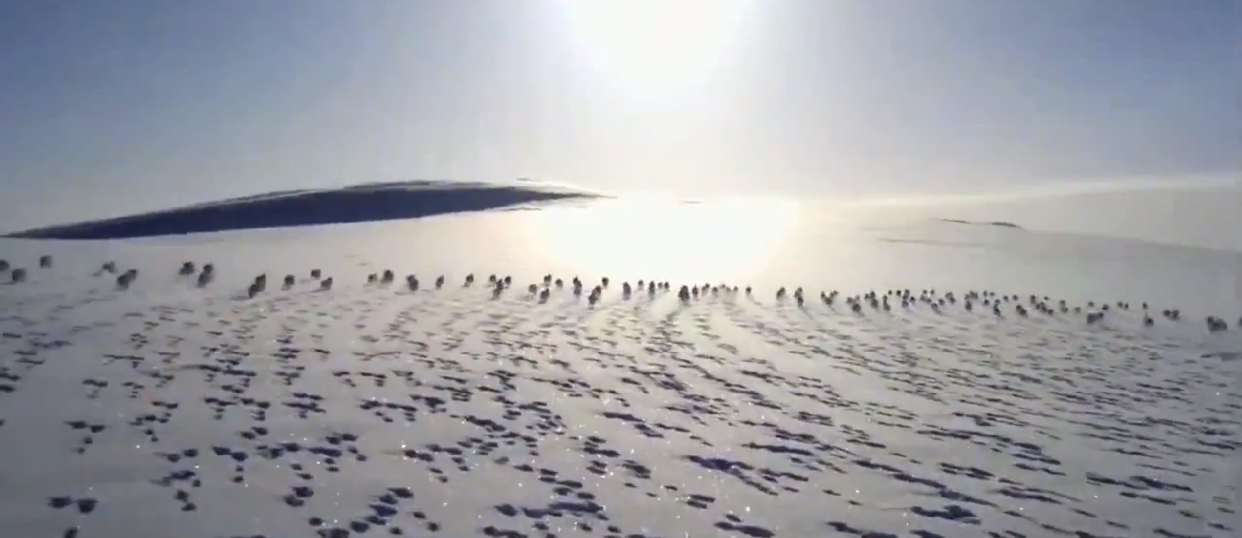 lapins courent sur la neige