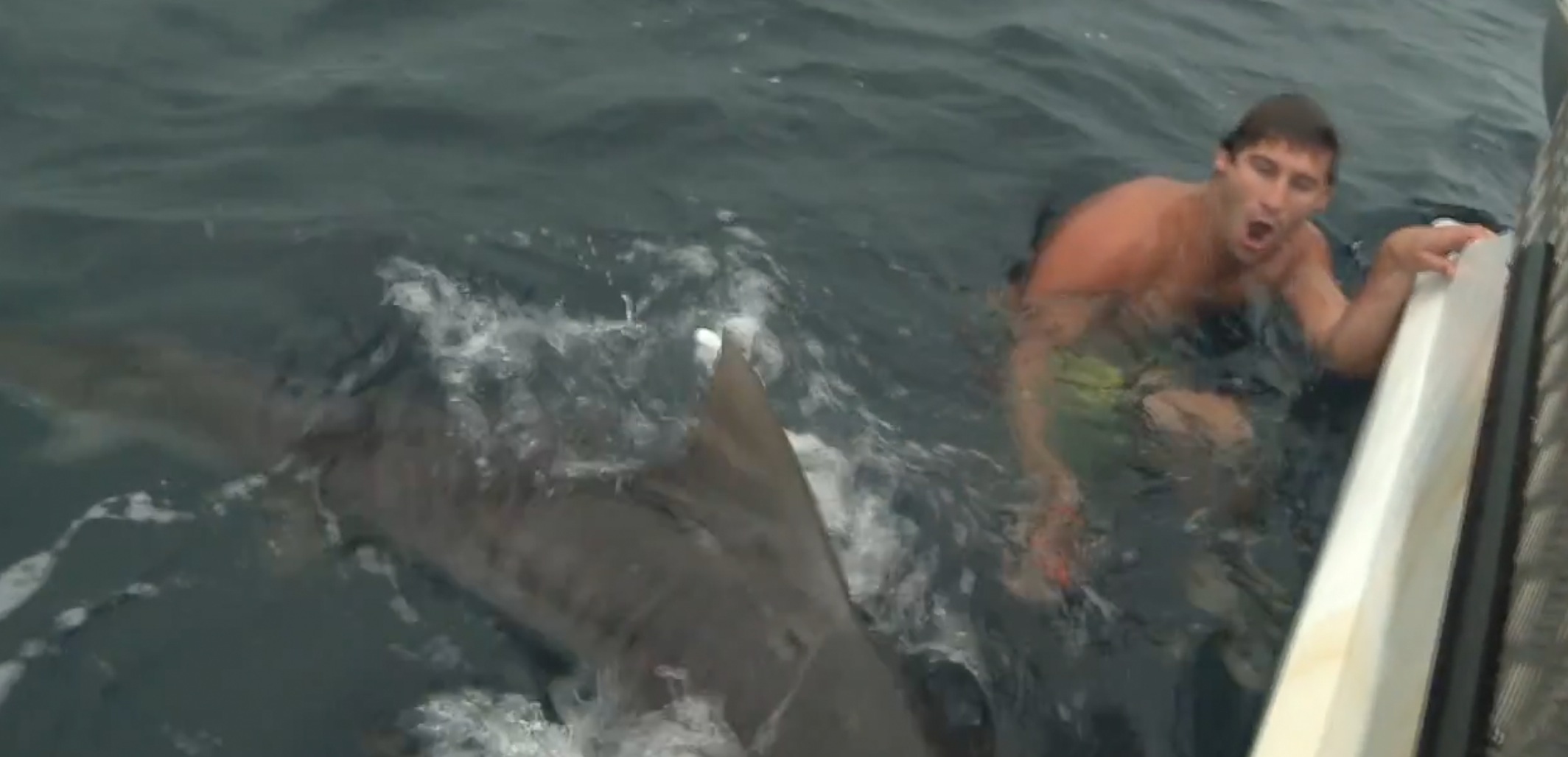 plongeur presque croque par un requin