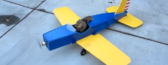Ecureuil fait de l'avion