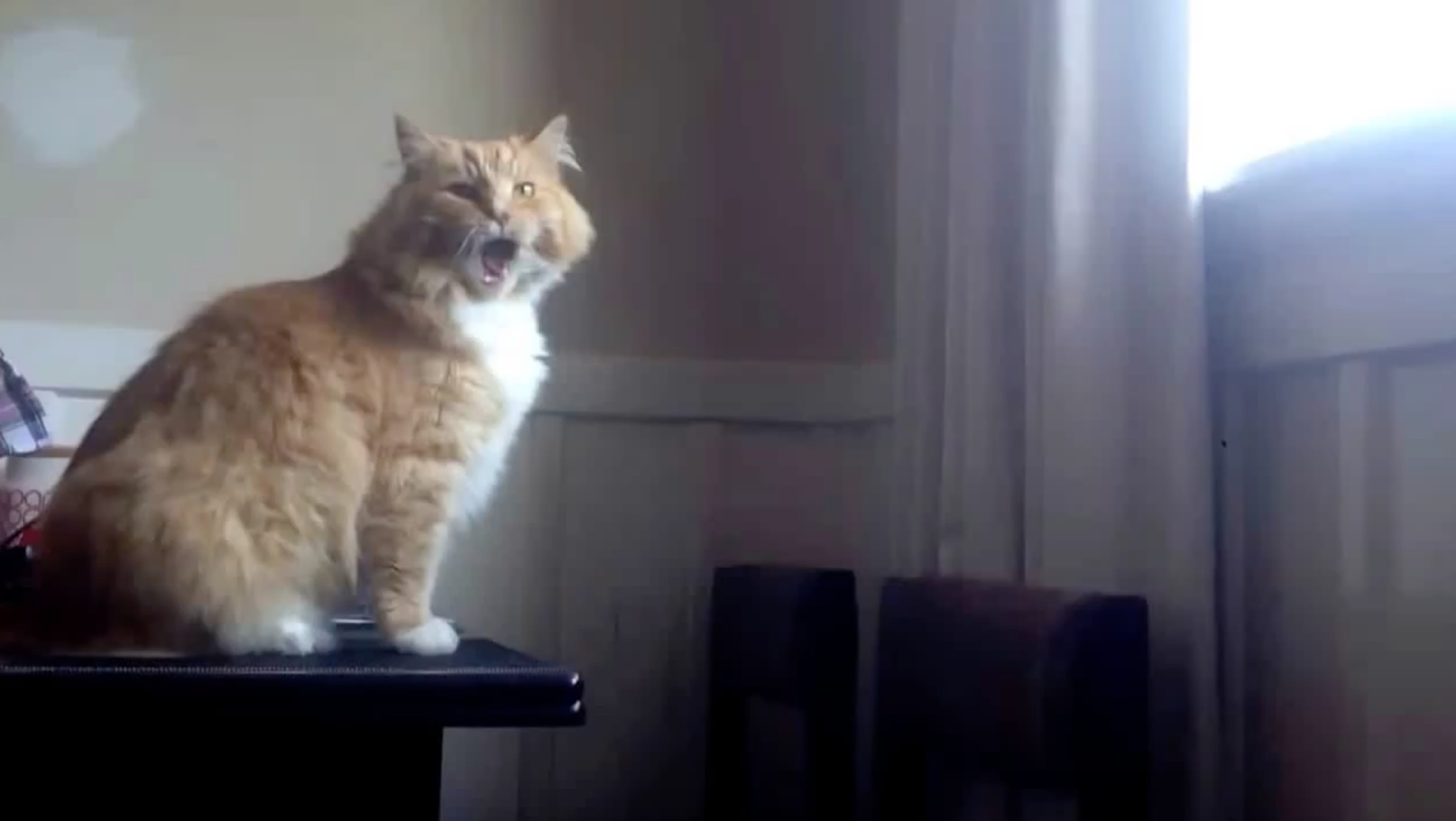 Video saut rate du chat Skimbles