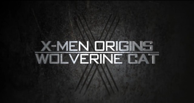 X-Men le chat Wolverine