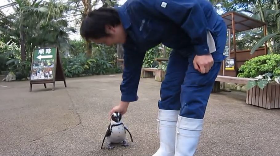 manchot pingouin zoo Japon