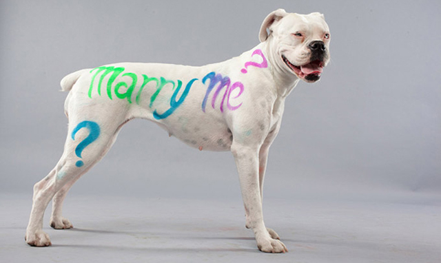 PaintPet couleur chien