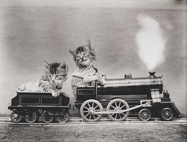 Photos Harry Whittier Frees Lolcat Train