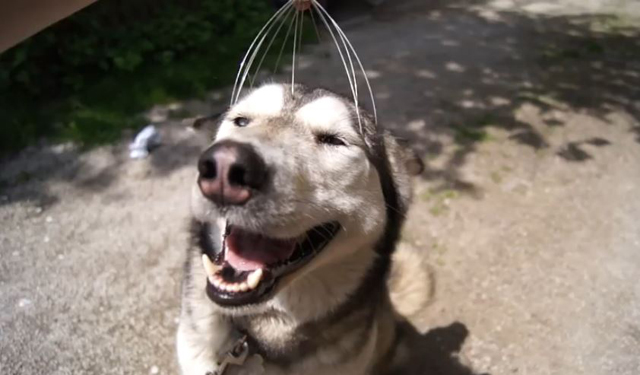 Silver chien massage Husky