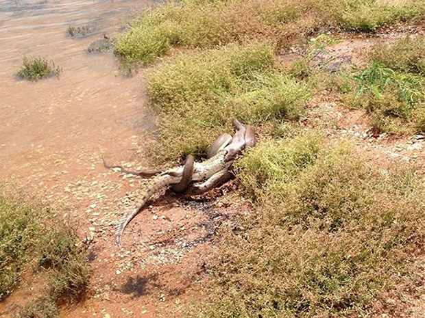 bataille python crocodile