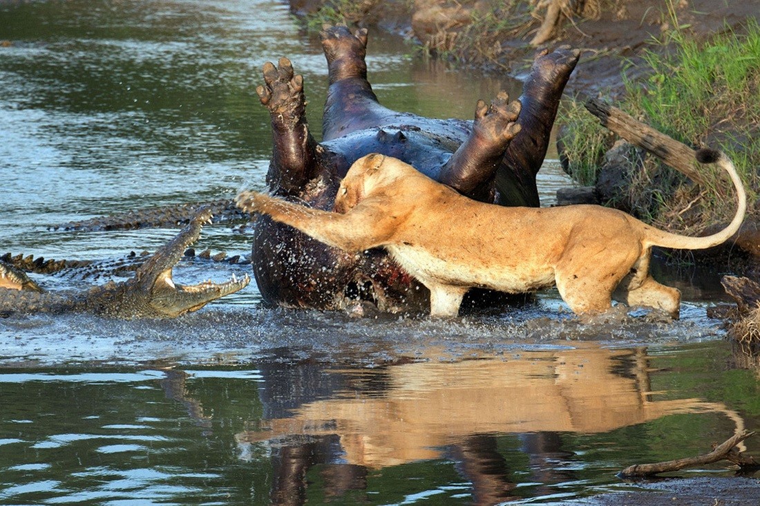combat lionne vs crocodiles