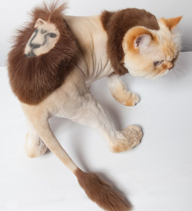 Chat rasé lion intergroom
