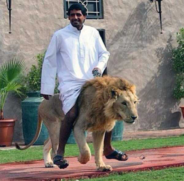 Dubai Lion