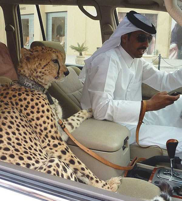 Dubai panthere voiture