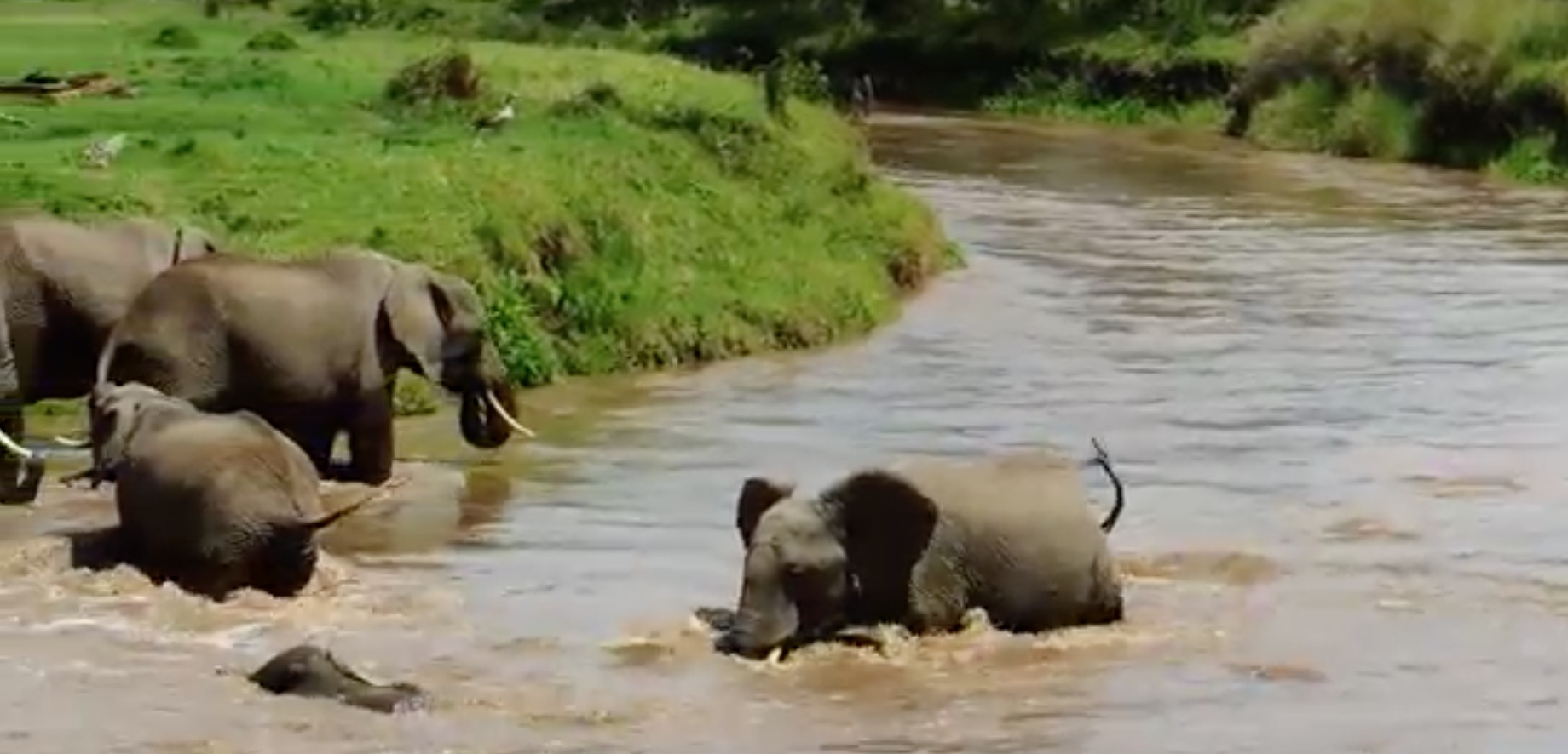Elephanteau sauve de la noyade